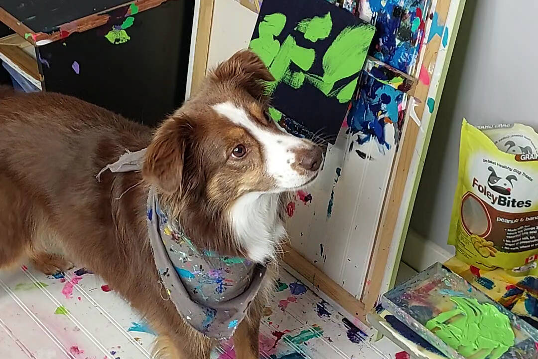 ‘Rogan the Painting Dog’ creates artwork featured on Foley Dog Treat Company packaging as part of a charitable partnership. (Photo submitted)