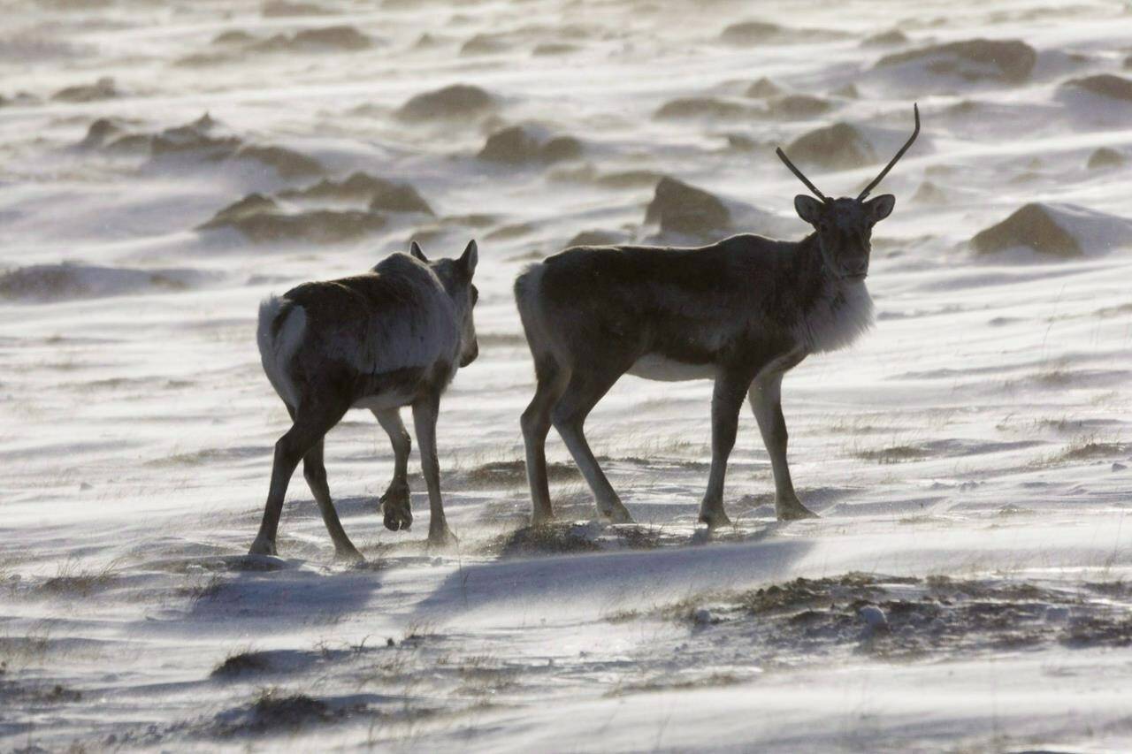 Wild caribou roam the tundra near The Meadowbank Gold Mine located in the Nunavut Territory of Canada on March 25, 2009. THE CANADIAN PRESS/Nathan Denette