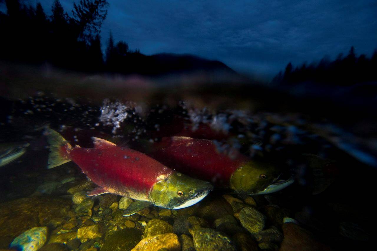 Spawning sockeye salmon are seen making their way up the Adams River in Roderick Haig-Brown Provincial Park near Chase, B.C. Monday, Oct. 13, 2014. THE CANADIAN PRESS/Jonathan Hayward