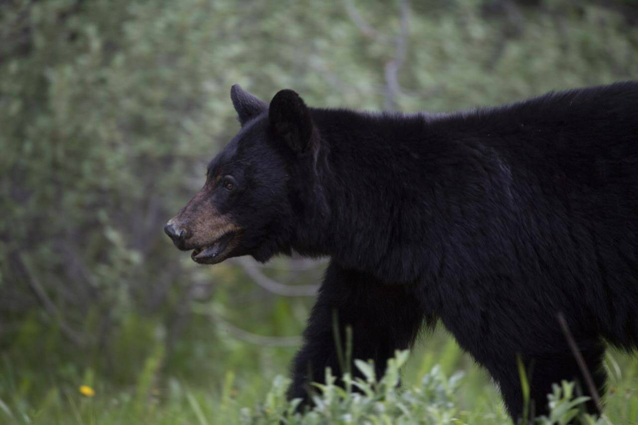 A black bear is seen near Lake Louise, Alta., Sunday, June 14, 2020. A Whistler, B.C., woman has been hit with a $60,000 fine after feeding bulk produce to bears over the course of a summer. THE CANADIAN PRESS/Jonathan Hayward