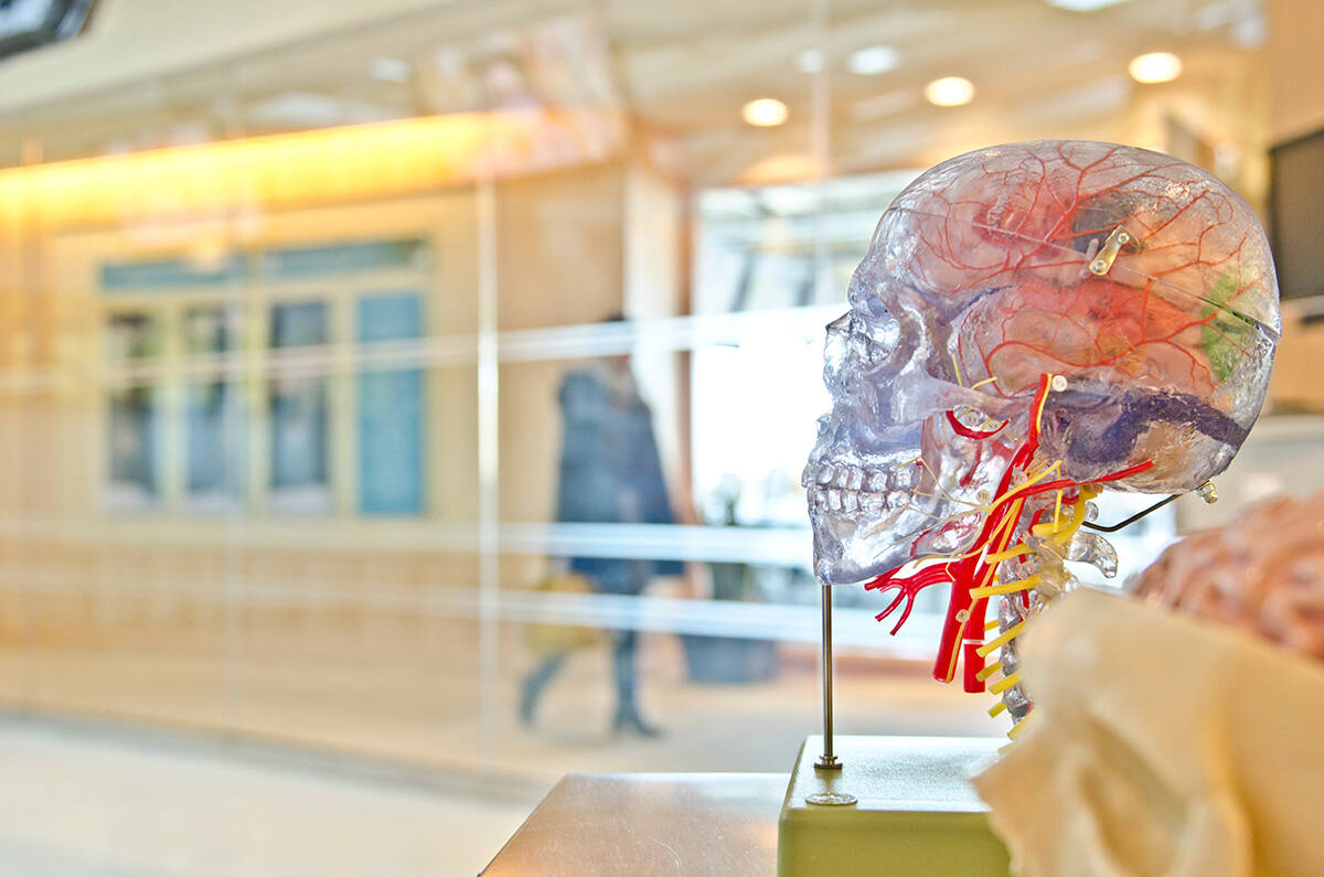 A model of the human brain that displays a network of blood vessels that make up the blood-brain barrier. (Jesse Orrico/Unsplash)