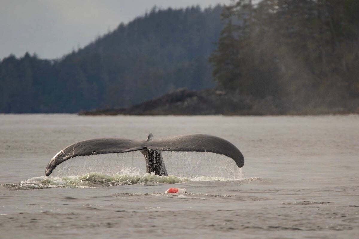 Photographed on Oct. 7, “Pinky” the humpback whale was spotted entangled in a crab trap line in Barkley Sound. (Sydney Dixon photo)