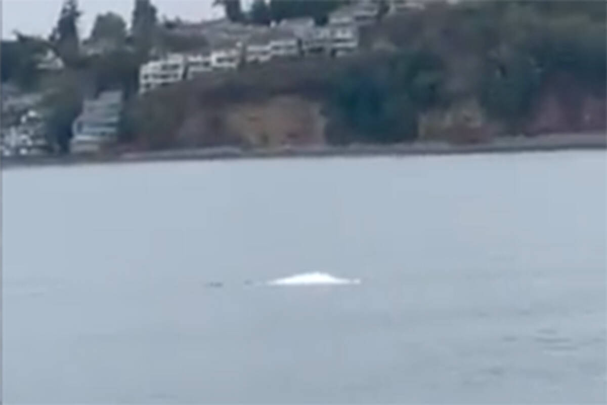 A beluga whale was spotted in Puget Sound for the first time since 1940 in the first week of October. (Photo courtesy of Jason Rogers/ NOAA Fisheries West Coast Region on Twitter)