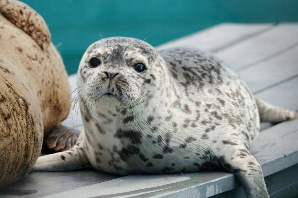 Dory is the first seal pup to be born at the Marine Mammal Rescue Centre. She was born in May to Donnelly, who was admitted after she was hit by a boat in Indian Arm. (Vancouver Aquarium)