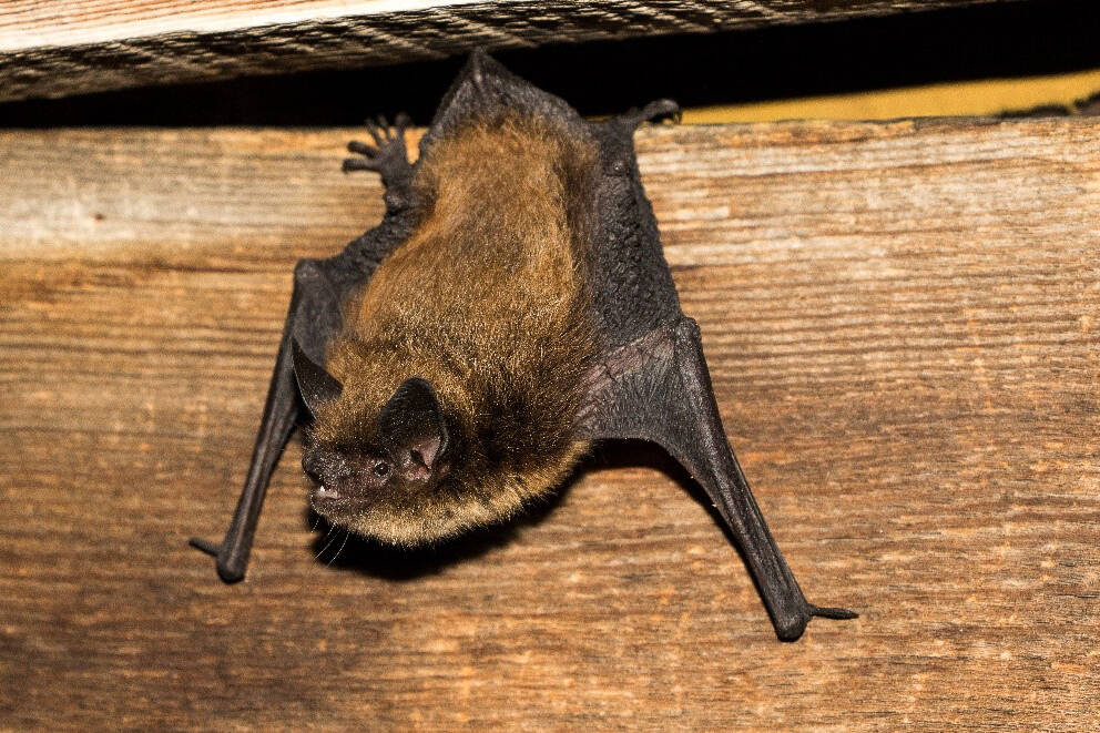 The Little Brown Myotis is threatened by white-nose syndrome, a bat disease. (Photo by B. Paterson)