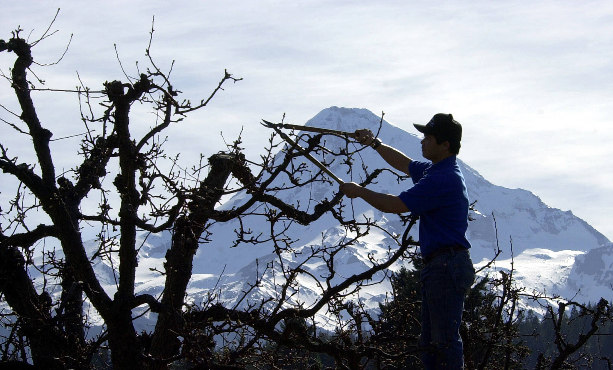 Pruning fruit trees is one of the jobs where temporary foreign workers may be used. B.C. moves to a minimum working age of 16 as of Oct. 15, with exeptions for “light work” on farms such as hand harvesting. (AP Photo/Don Ryan)