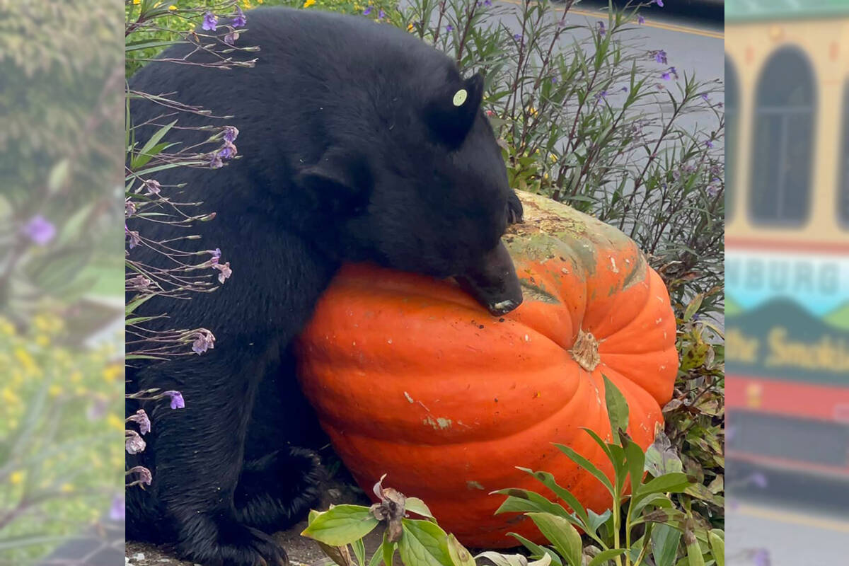 Bears can come onto people’s yards and their patios for pumpkin and candies, like this bear in Gatlinburg, Tennessee, who just went for the pumpkin. (Christy Mabe/Special to The News)