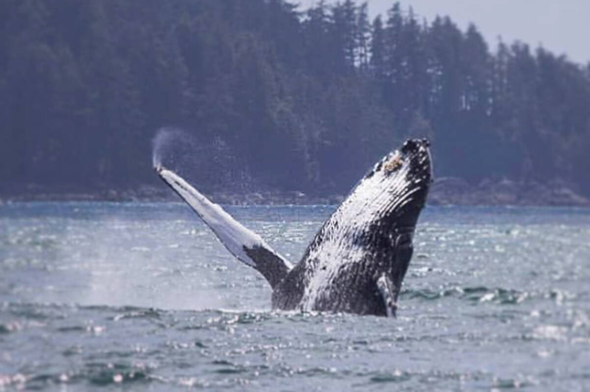 This humpback whale known as ‘Pinky’ can now head off to Hawaii after being rescued from entanglement near Ucluelet on Friday. (Photo - Karyssa Arnett, Strawberry Isle Marine Research Society)