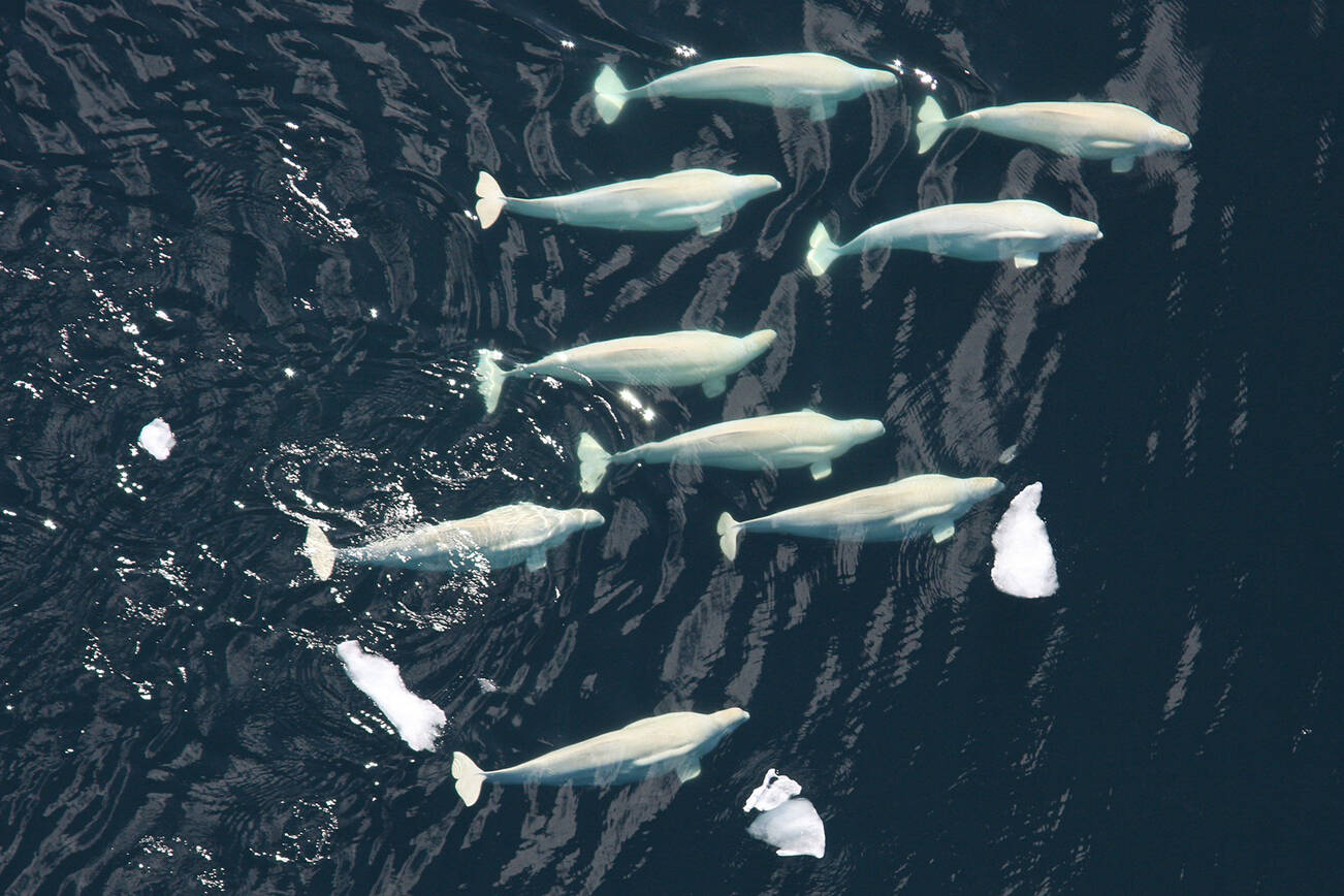 A pod of beluga whales. (NOAA/NMFS/National Marine Mammal Laboratory photo)