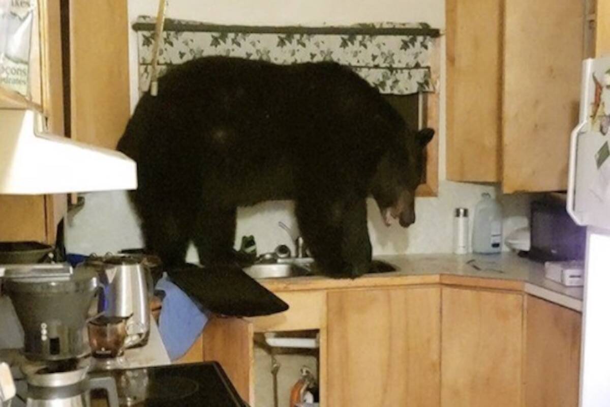 Bear breaks into Edgewood home. (Contributed/Kyle Storie)