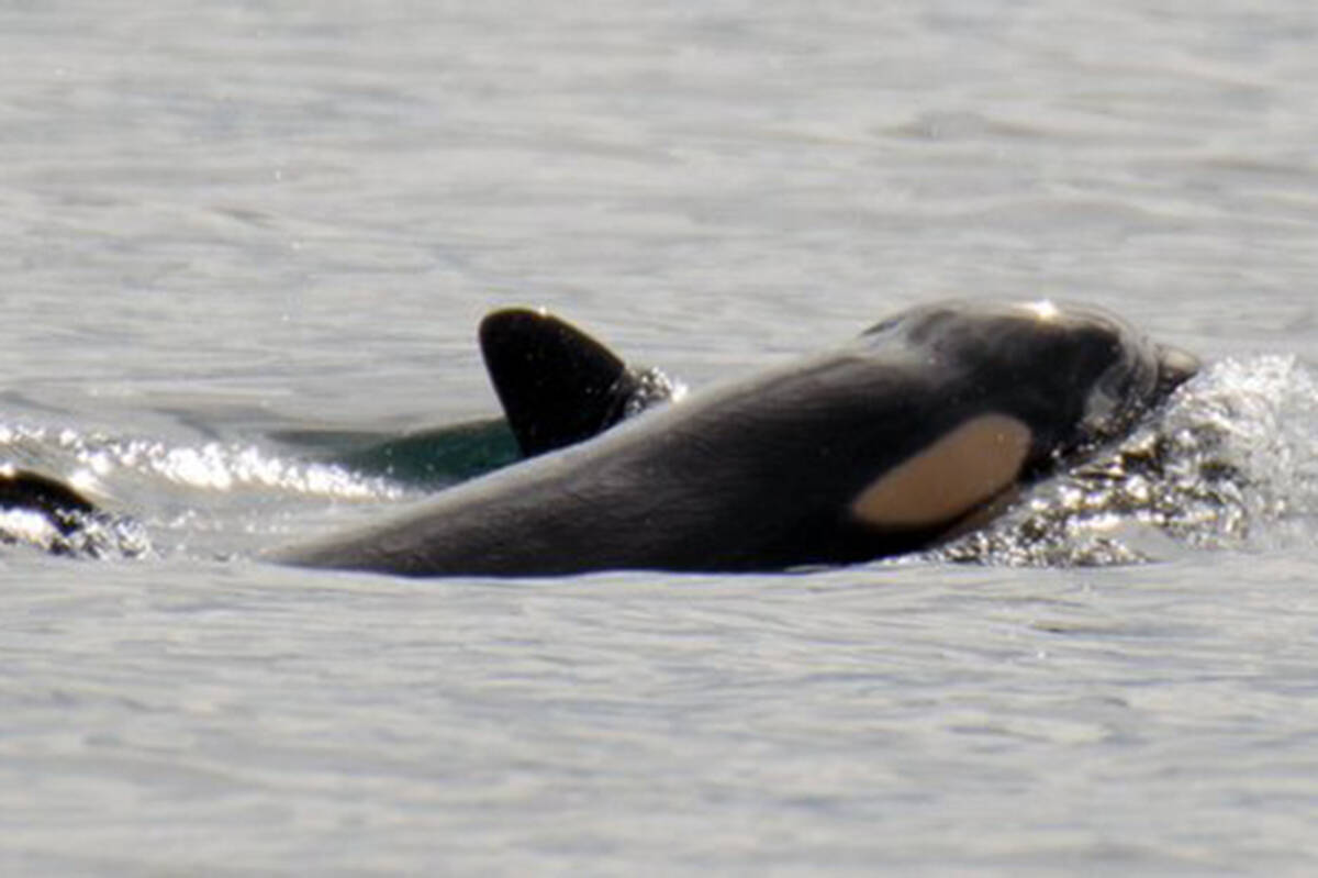 A J Pod calf, born Sept. 24, 2020 surfaces next to mother J41. (Talia Goodyear/Orca Spirit Adventures/Pacific Whale Watch Association)