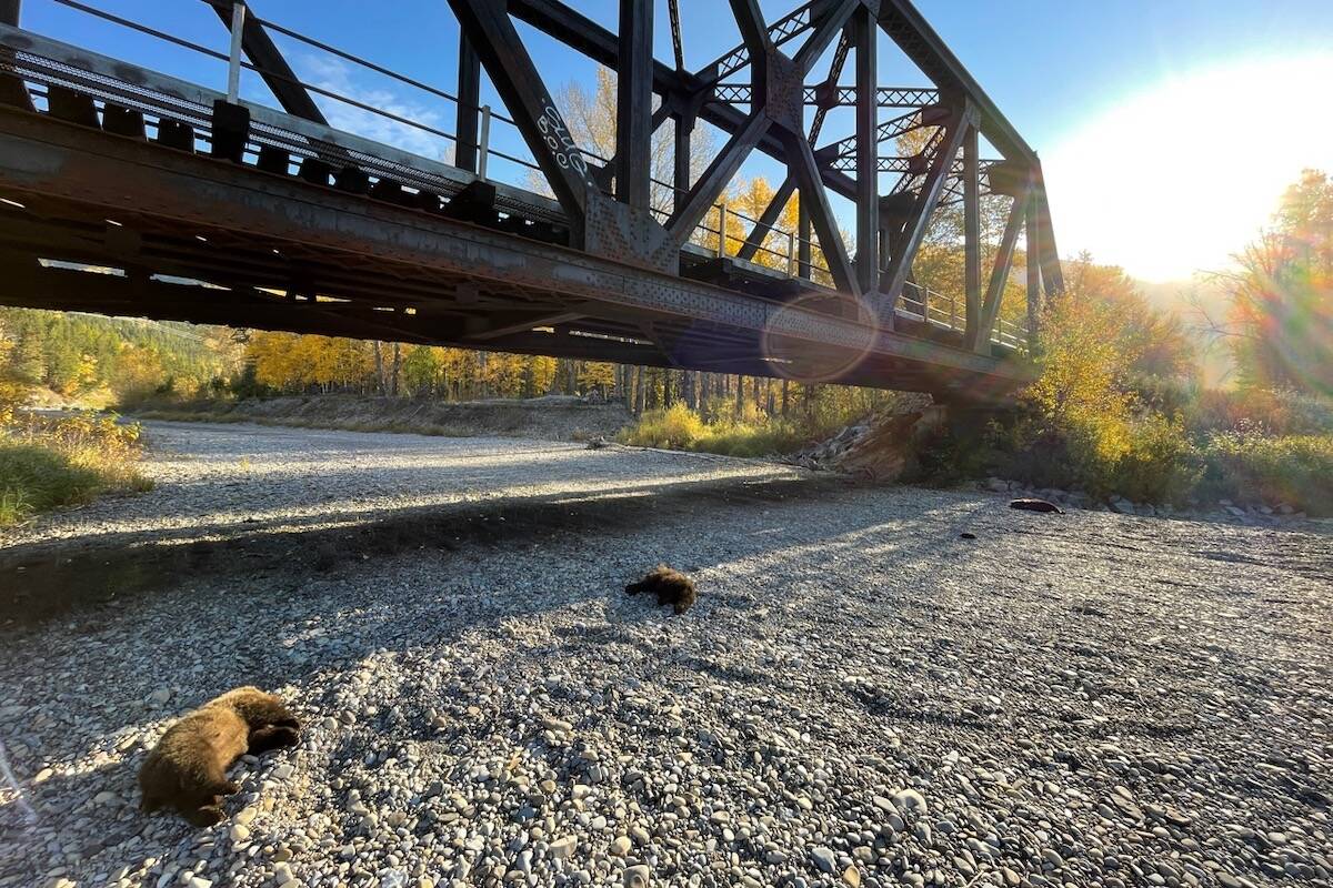 Three grizzly bear cubs killed after being hit by a train near Elko, B.C. on October 6 2021. Their deceased mother was found further down the tracks. (Contributed by Dr. Clayton Lamb)