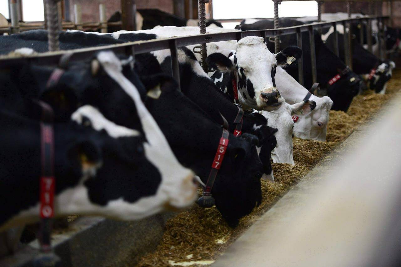 Dairy cows feed in a barn on a farm in eastern Ontario on Wednesday, April 19, 2017. THE CANADIAN PRESS/Sean Kilpatrick
