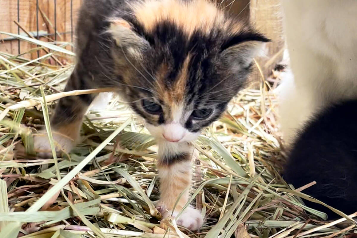 This kitten, taken from the petting zoo at Aldor Acres, is still missing. (Aldor Acres Facebook)