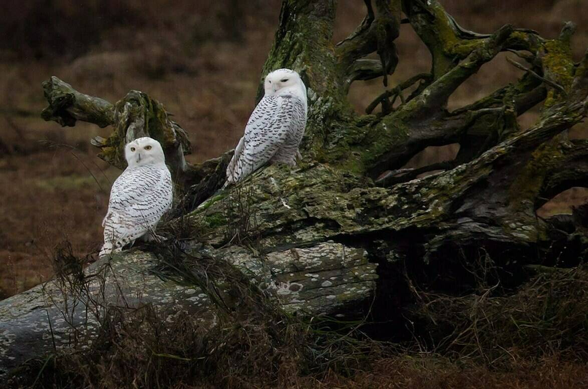 Snowy owls rest on a dead tree on the shore of Boundary Bay in Delta, B.C., Saturday, Dec. 1, 2012. The Nature Conservancy of Canada says instead of being scared of animals seen in typical Halloween depictions, like bats, owls, spiders and other animals that spark fear in many people, we should be scared for them. THE CANADIAN PRESS/Darryl Dyck