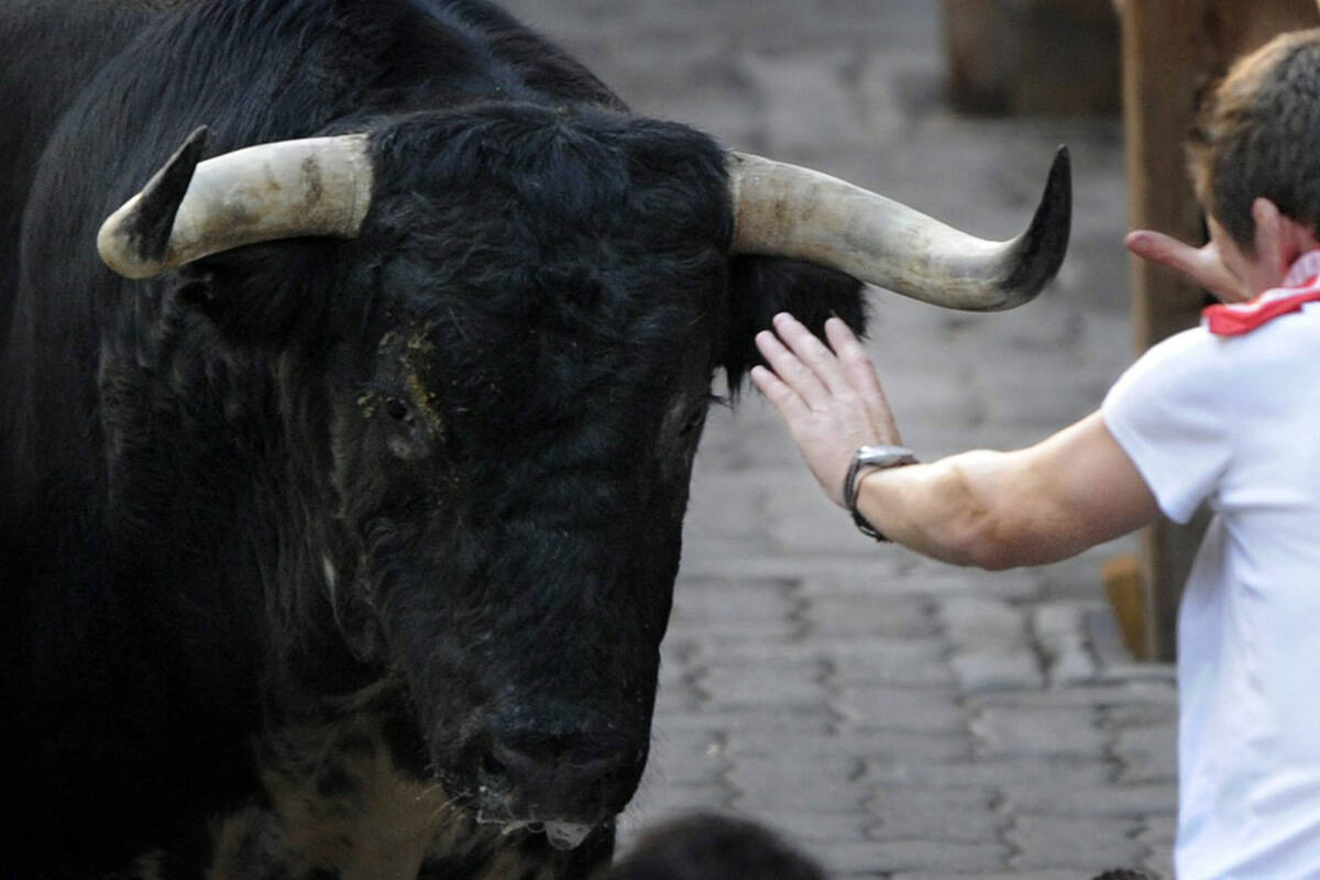 FILE – A reveler reacts in front of a Dolores Aguirre Ybarra ranch fighting bull, during the fifth day of the running of the bulls at the San Fermin Fiesta in Pamplona, northern Spain, Saturday, July 11, 2009. (AP Photo/Daniel Ochoa de Olza)