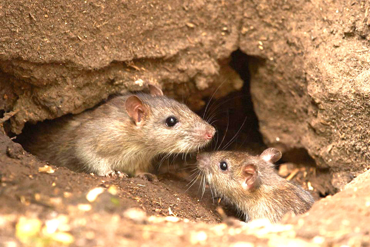 A Canadian pest control company just released its annual list of rodent-filled cities. (Black Press Media file photo)