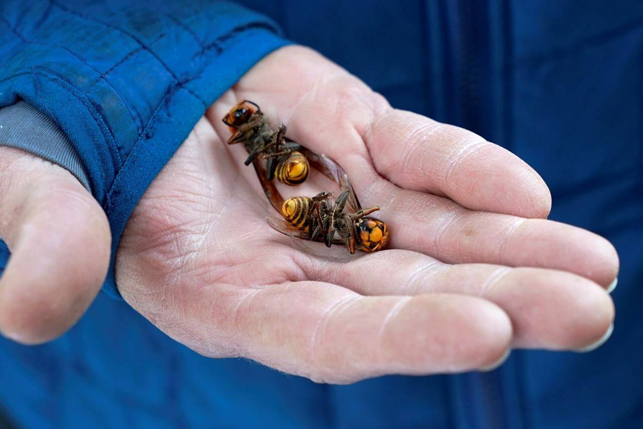 A Washington State Department of Agriculture worker holds two of the dozens of Asian giant hornets vacuumed from a tree in Blaine, Wash., on October 24, 2020. THE CANADIAN PRESS/AP, Elaine Thompson