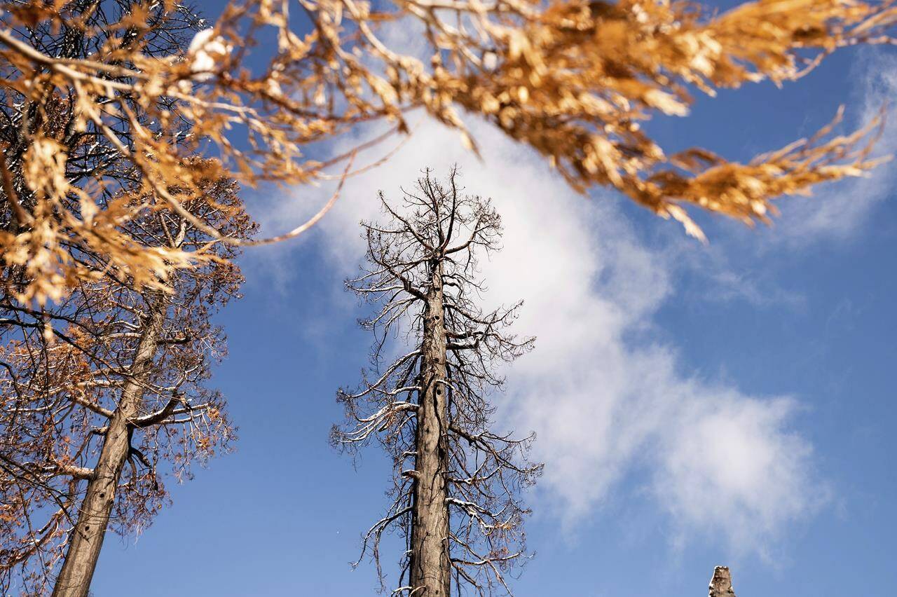 A wildfire-scorched sequoia tree stands on a hillside, Tuesday, Oct. 26, 2021, in Sequoia Crest, Calif. Archangel Ancient Tree Archive is planting sequoia seedlings in the area. The effort led by the Archangel Ancient Tree Archive, a nonprofit trying to preserve the genetics of the biggest old-growth trees, is one of many extraordinary measures being taken to save giant sequoias that were once considered nearly fire-proof and are in jeopardy of being wiped out by more intense wildfires. (AP Photo/Noah Berger)