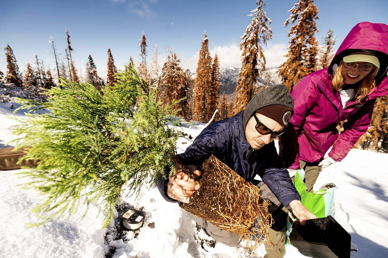 Tom Wall and Rachel Leitz, volunteers with Archangel Ancient Tree Archive, plant a sequoia seedling, Tuesday, Oct. 26, 2021, in Sequoia Crest, Calif. The effort led by the Archangel Ancient Tree Archive, a nonprofit trying to preserve the genetics of the biggest old-growth trees, is one of many extraordinary measures being taken to save giant sequoias that were once considered nearly fire-proof and are in jeopardy of being wiped out by more intense wildfires. (AP Photo/Noah Berger)