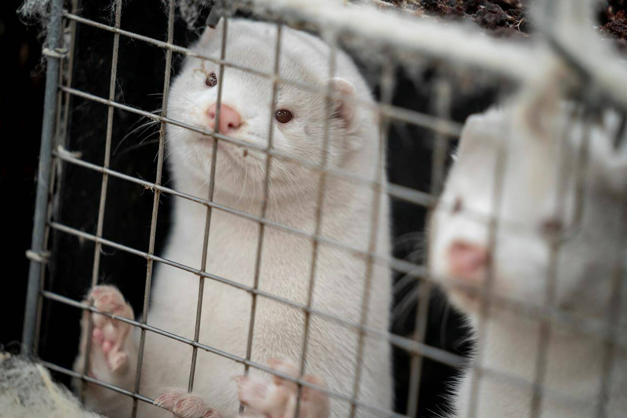 Mink farms are being phased out in B.C. and will be shut down entirely by April 2025. (THE CANADIAN PRESS/Mads Claus Rasmussen/Ritzau Scanpix via AP)