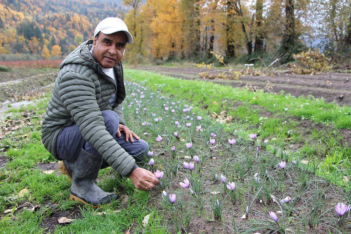 Avtar Dhillon is having success growing saffron flowers on his Abbotsford blueberry farm. The stigmas are removed from the plants, dried out and sold as a spice for cooking and other purposes. (Vikki Hopes/Abbotsford News)