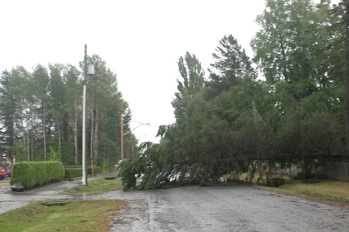 Power outages are often caused by trees blown over during storms (Sarah Artis photo)