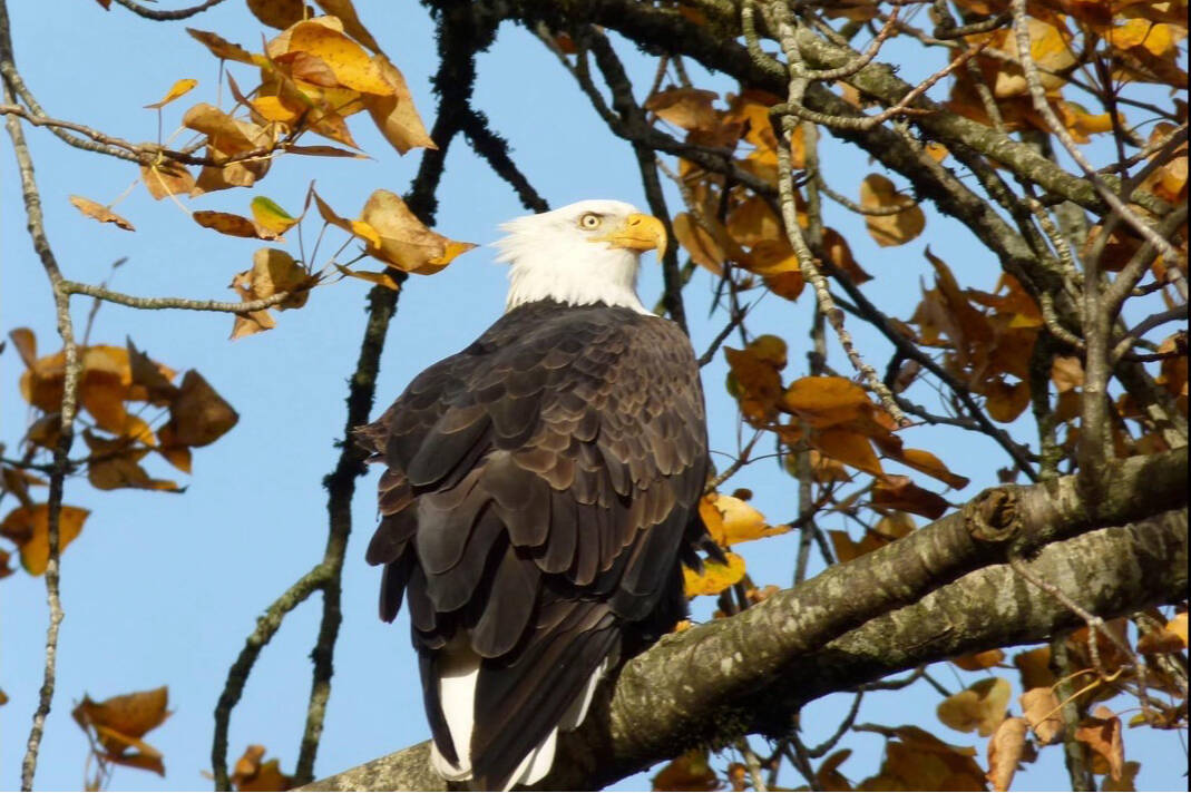 This bald eagle is ready for its close-up as this weekend marks peak eagle-spotting season in Agassiz-Harrison. Kilby Eagle Watch at the Kilby Historic Site runs from 11 a.m. to 4 p.m. Saturday and Sunday. (Photo/Laura Tunbridge)