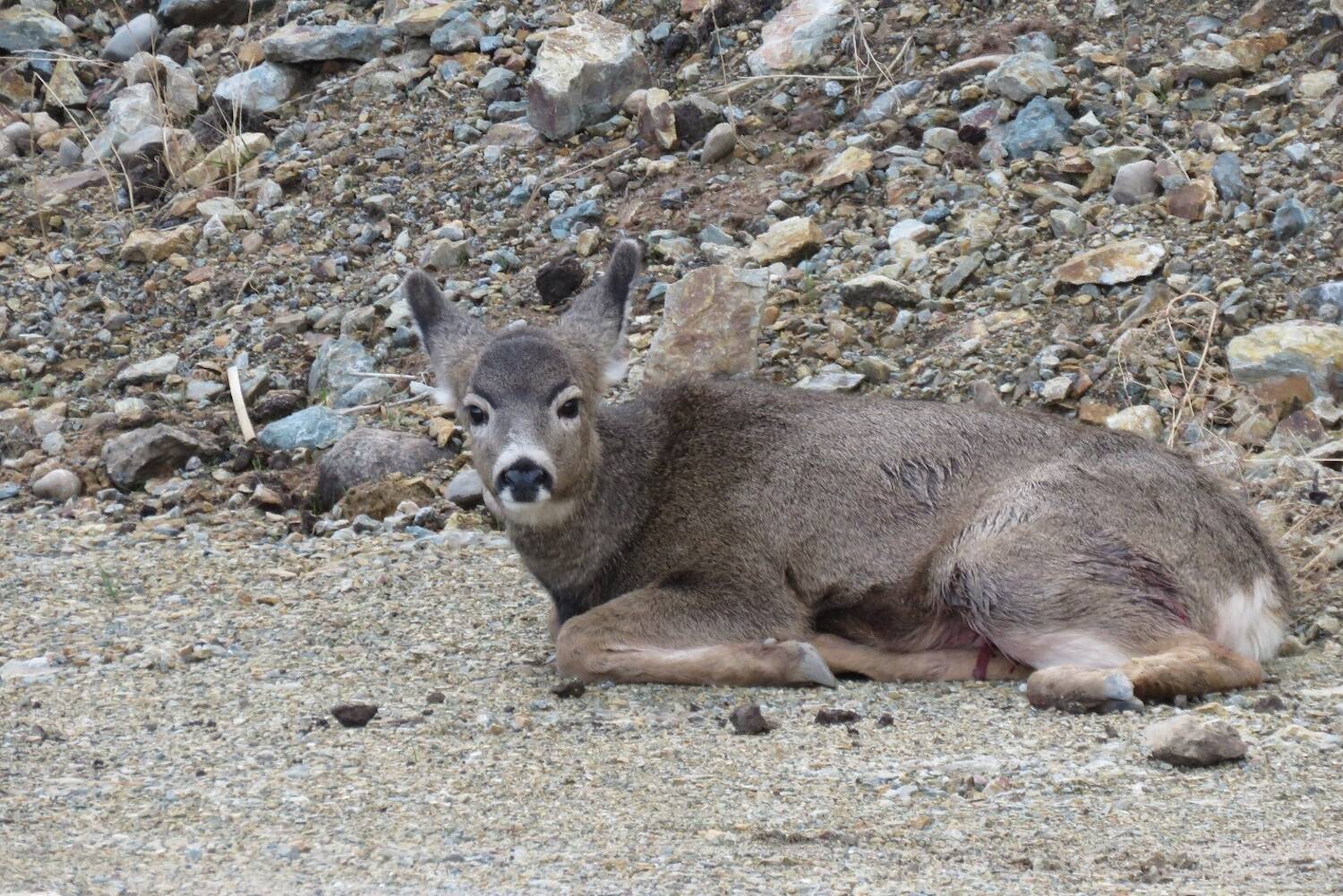 The fawn mule deer that was injured by an unleashed dog in Kuiper’s Peak Mountain Park on Nov. 7. (Contributed)