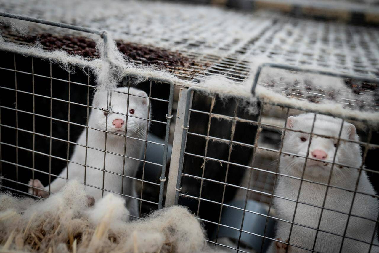 Mink look out from a pen at a farm near Naestved, Denmark on Friday Nov. 6, 2020. Nova Scotia will help pay for a COVID-19 vaccine for mink, but the British Columbia government says more research is needed to determine if immunization is an option for thousands of animals that will be prohibited on farms by April 2023 as part of the province’s permanent ban of the industry. THE CANADIAN PRESS/Mads Claus Rasmussen/Ritzau Scanpix via AP