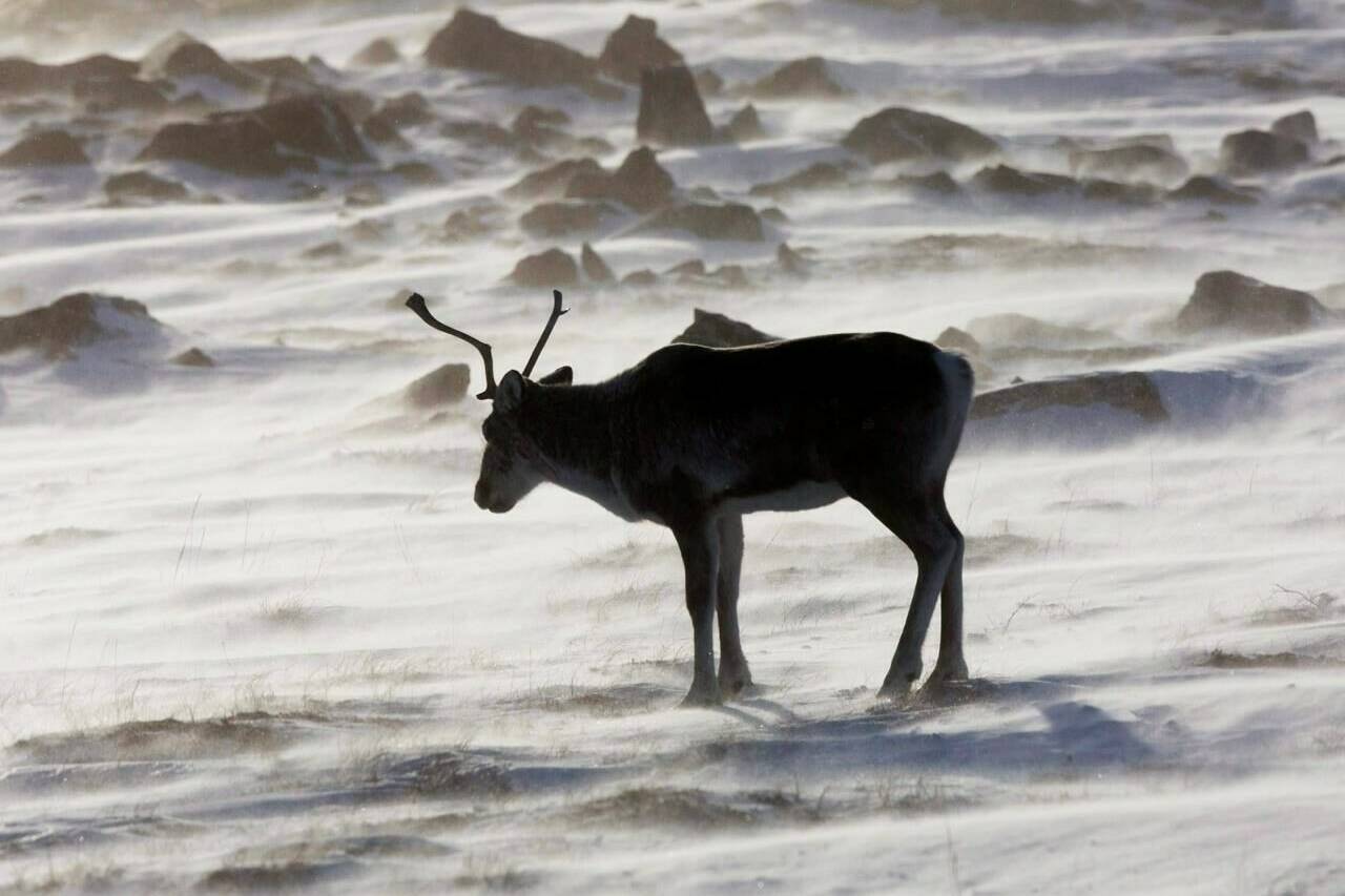 A wild caribou roams the tundra near The Meadowbank Gold Mine located in the Nunavut Territory of Canada on March 25, 2009. THE CANADIAN PRESS/Nathan Denette