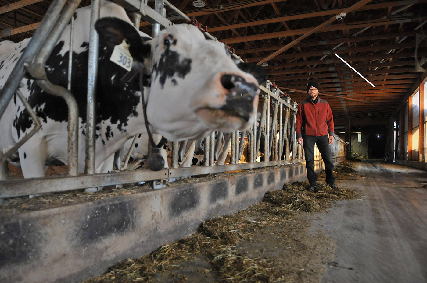 “There’s enough milk being dumped that would feed Chilliwack for a long time but it can’t be stored indefinitely and because there’s no transportation routes out, it’s a consequence of the flooding.,” said Matt Schmidt, owner of Gala Dairy in Chilliwack on Wednesday, Nov. 17, 2021. (Jenna Hauck/ Chilliwack Progress)