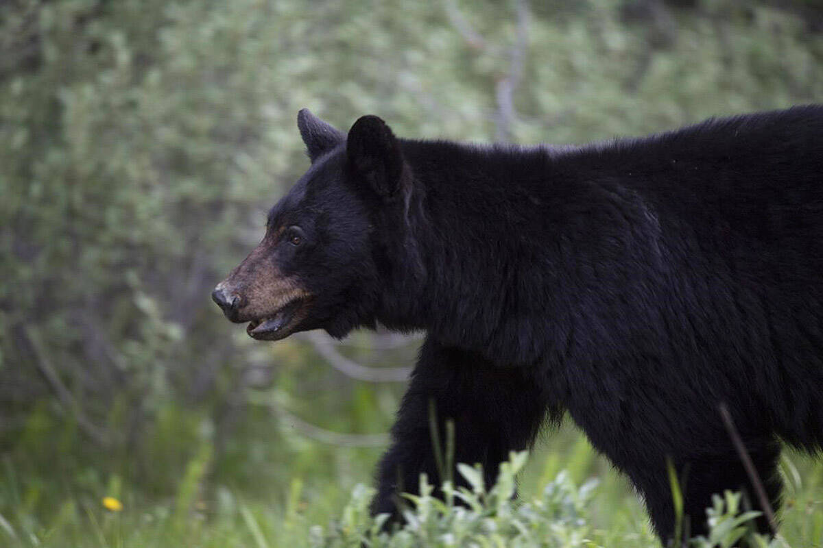 A black bear. (CP Photo)
