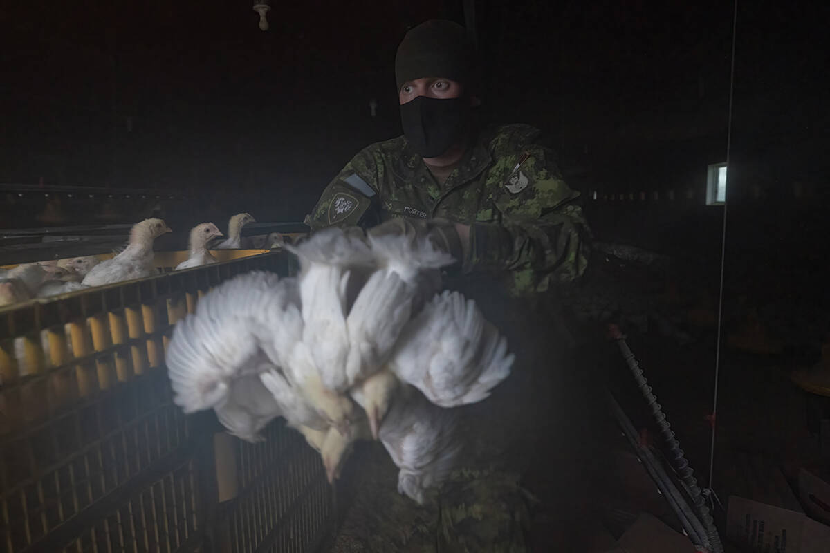 Members of the Canadian Forces helps move some 30,000 chickens at a chicken farm in Abbotsford, B.C., Saturday, November 20, 2021. THE CANADIAN PRESS/Jonathan Hayward