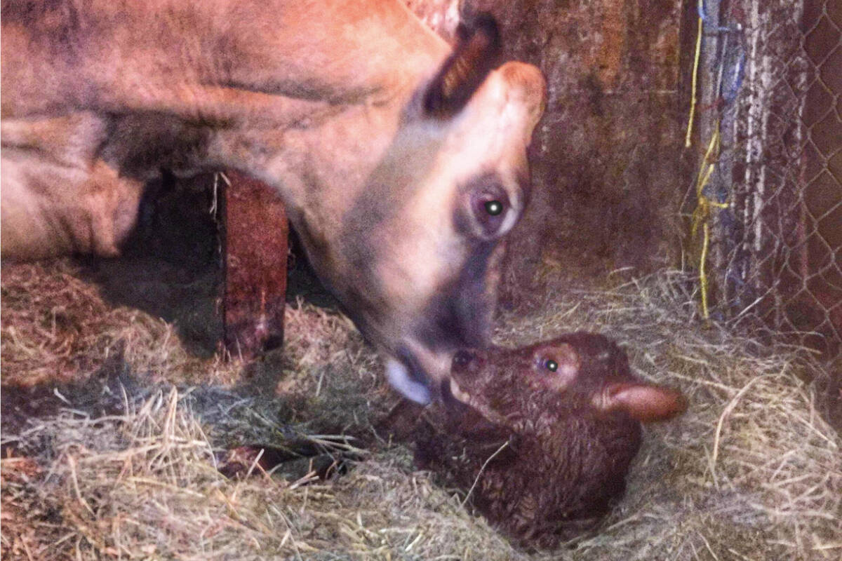 Margarita and her baby are now resting at the Cooper farm on McMillan Road. (Submitted)