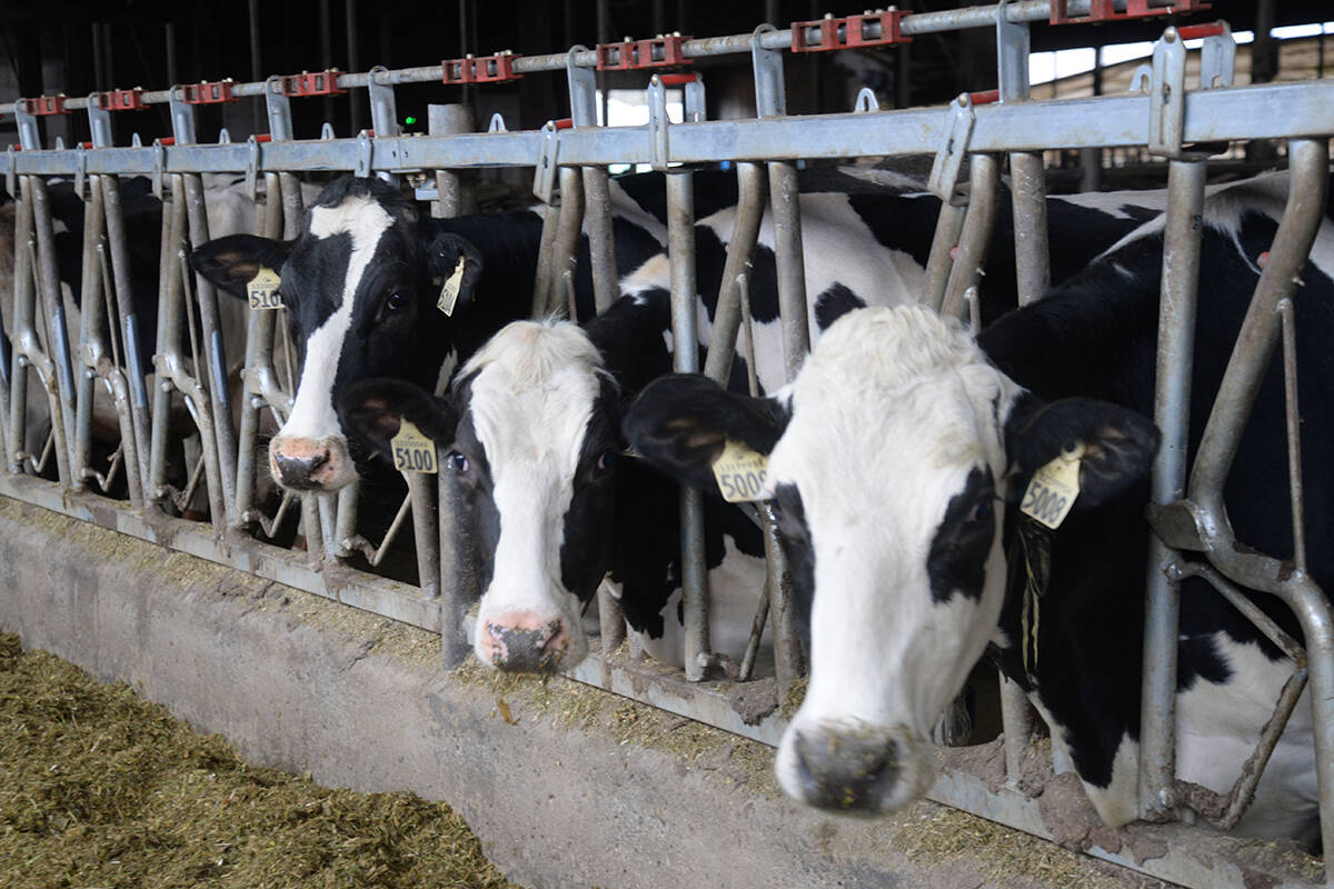 The BC Dairy Association estimates that 500 cattle died in the flooding in Abbotsford and Yarrow. (File photo)