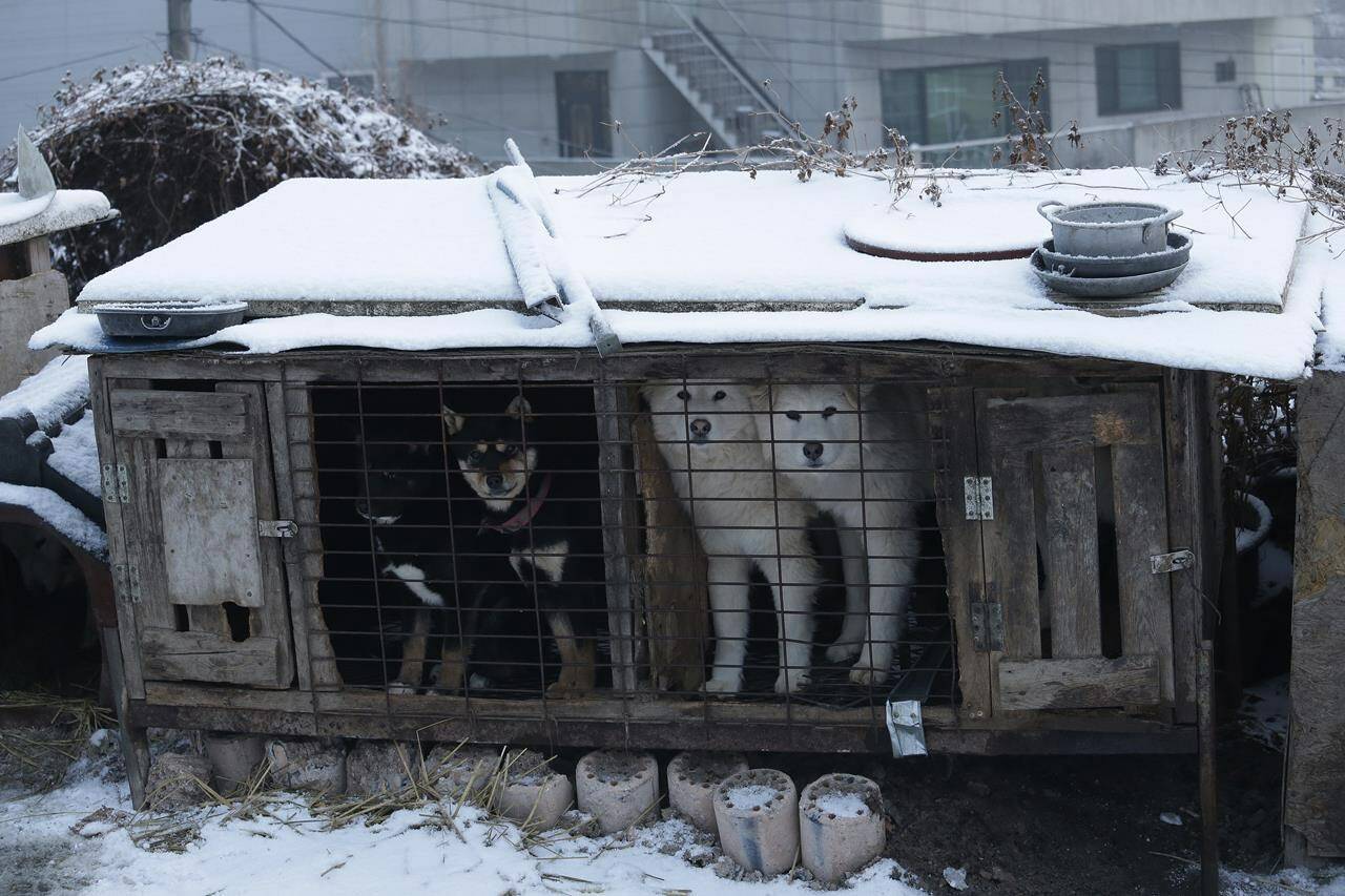 FILE - Dogs are seen in a cage at a dog meat farm in Siheung, South Korea, Feb. 23, 2018. South Korea said Thursday, Nov. 25, 2021, it’ll launch a government-led task force to consider outlawing dog meat consumption, about two months after the country’s president offered to look into ending the centuries-old eating practice. (AP Photo/Ahn Young-joon, File)
