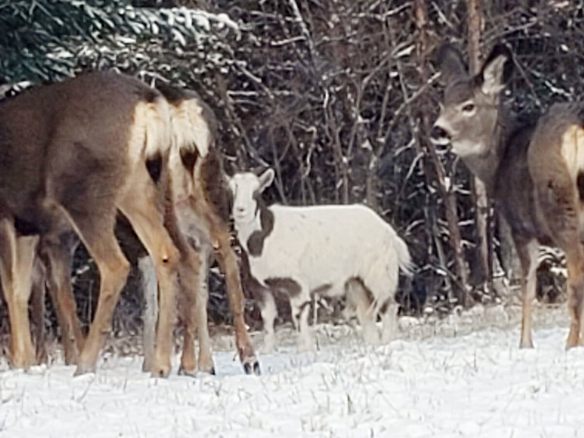 Greta is often spotted in the Horse Lake area with a pack of deer. (Submitted photo)