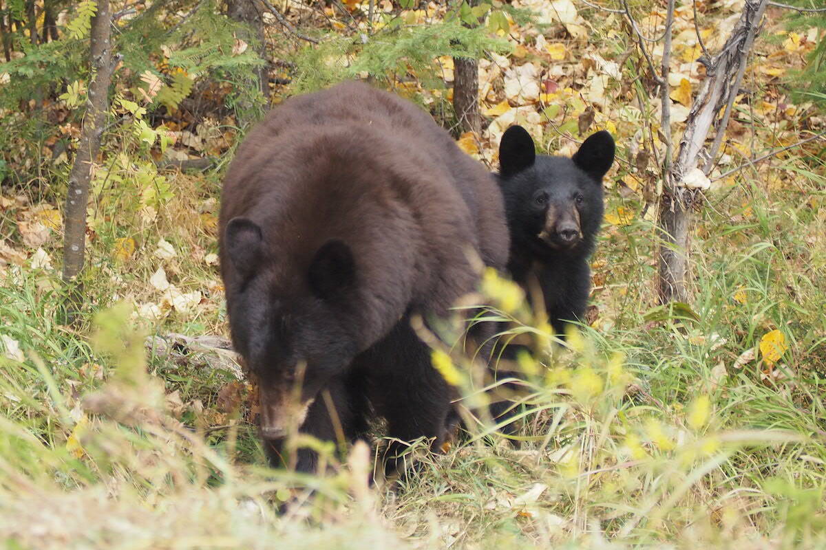 It has been a brutal year for bears in the Elk Valley, with dozens destroyed by Conservation Officers and more killed by traffic and trains. (Scott Tibballs / The Free Press)