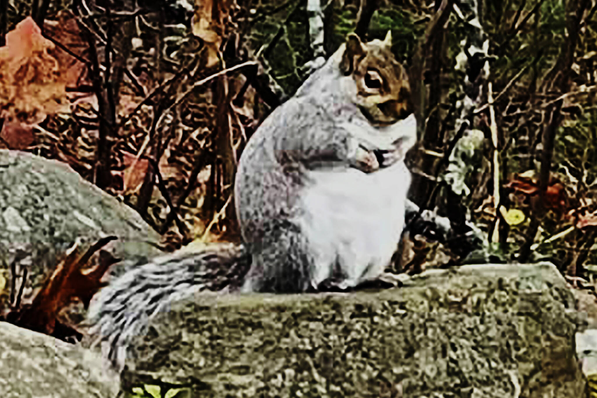 In this recent photograph provided by Beth Ditkoff, a squirrel is seen in the yard of a Damariscotta, Maine home. The squirrel, which, earned the nickname “Fatty McFatterson” by Ditkoff, has found an abundant supply of food in the area. (Beth Ditkoff photo via AP)