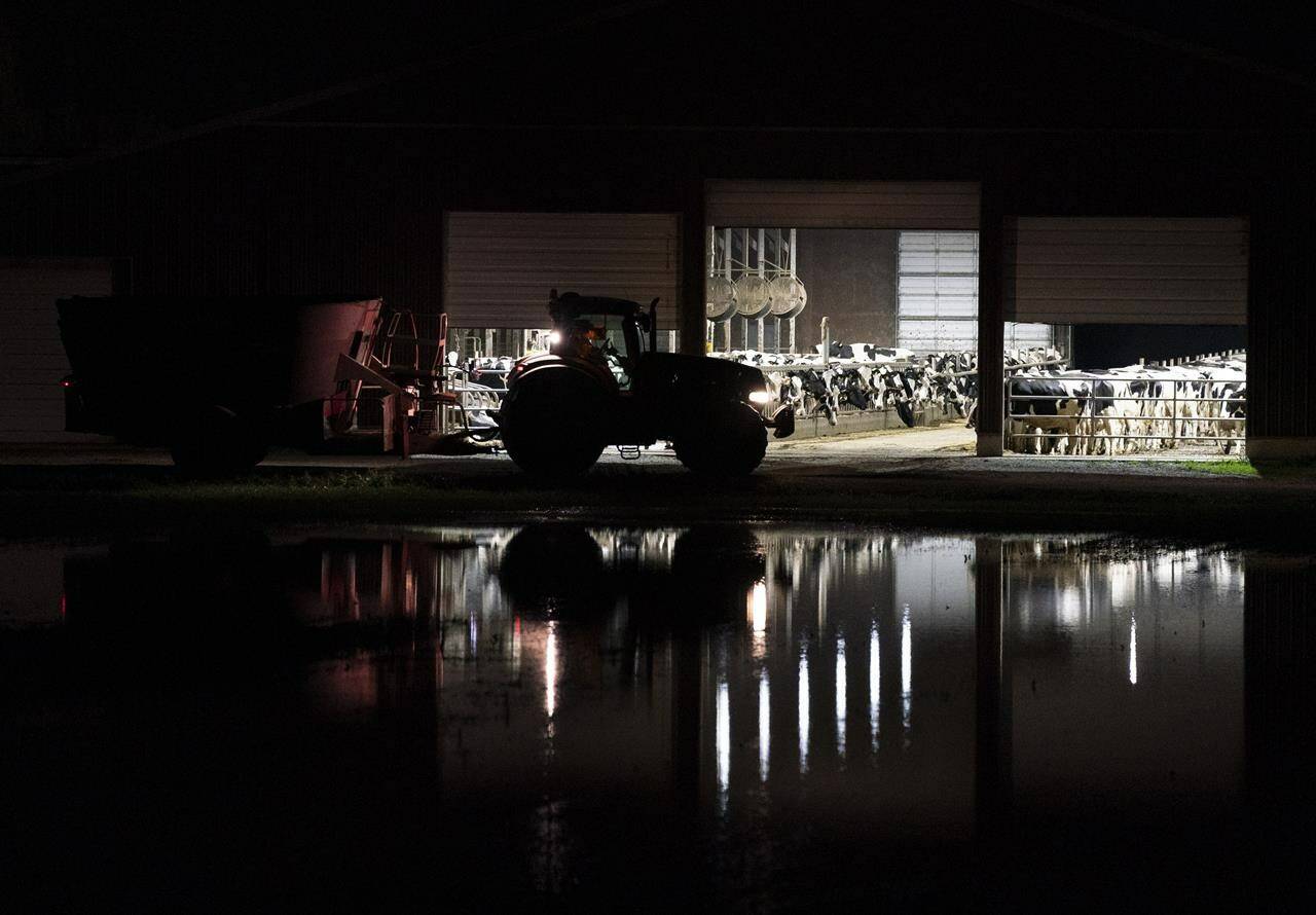 Dairy cows are reflected in flood waters as they keep dry in their barn near Agassiz, B.C., Wednesday, November 17, 2021. THE CANADIAN PRESS/Jonathan Hayward