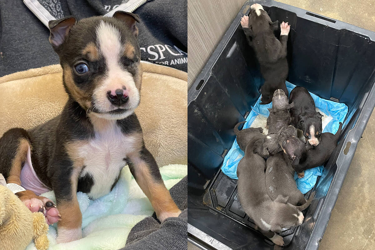 A puppy named Captain Sparrow and its siblings were brought to the Nanaimo and District B.C. SPCA for care of a range of medical issues. (Photos contributed)