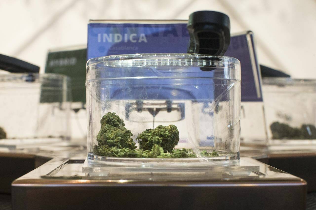 Cannabis is shown in a display jar at a licensed Toronto retail store on Monday, April 1, 2019. More than three years after the legalization of cannabis, municipal bans on pot retailers have left many communities across Canada without a brick and mortar source, while other areas are overcrowded with cannabis stores. THE CANADIAN PRESS/Chris Young
