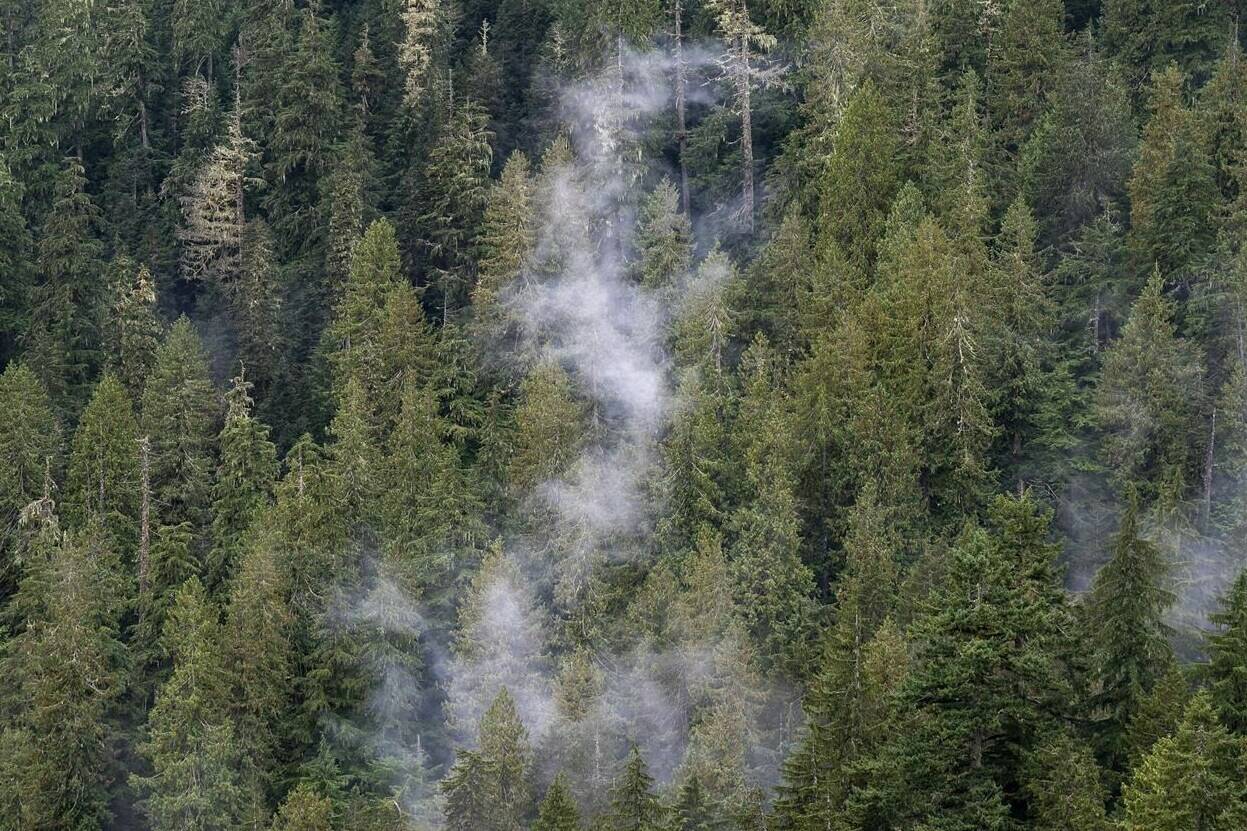 The clouds move among the old growth forest in the Fairy Creek logging area near Port Renfrew, B.C. Tuesday, Oct. 5, 2021. The government, which pledged in 2019 to plant 2 billion trees by 2030, has only planted 8.5 million trees so far, an access to information request by the Canadian Press shows. THE CANADIAN PRESS/Jonathan Hayward