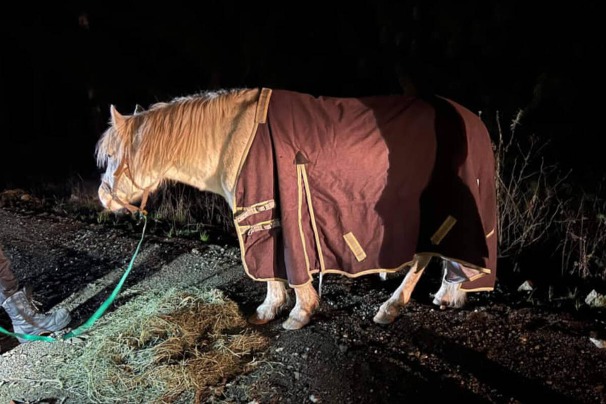 A horse nicknamed Rambo by its rescuers is walked along a forest service road to a waiting trailer. (Special to The News)