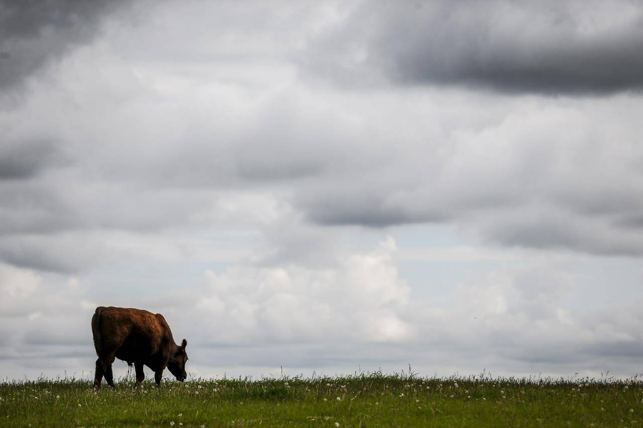 A young bull grazes in a pasture on a farm near Cremona, Alta., on Wednesday, June 26, 2019. Alberta Agriculture Minister Nate Horner says an older animal has tested positive for atypical mad cow disease in the province. THE CANADIAN PRESS/Jeff McIntosh