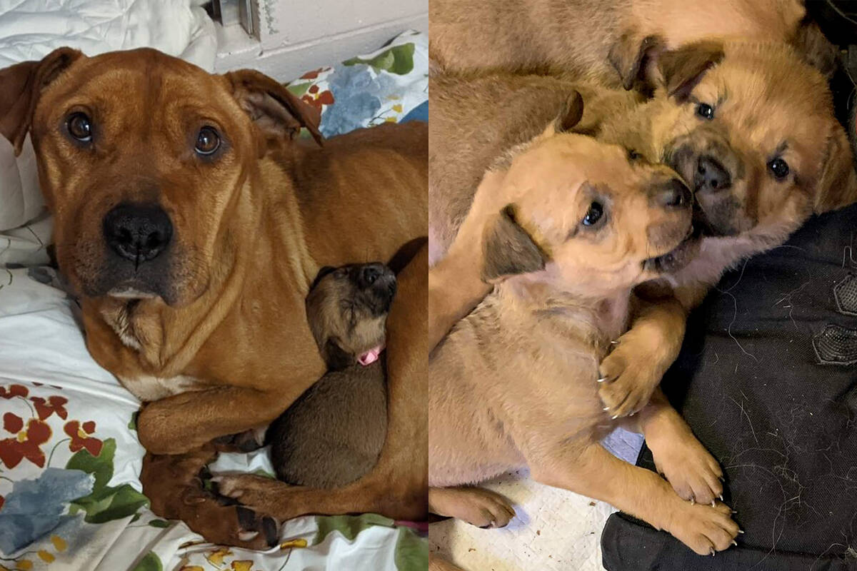 An abandoned mother dog was found abandoned and emaciated, trying to care for its five puppies. The dogs were taken to Nanaimo and District B.C. SPCA and are now in foster care. (Photos submitted)
