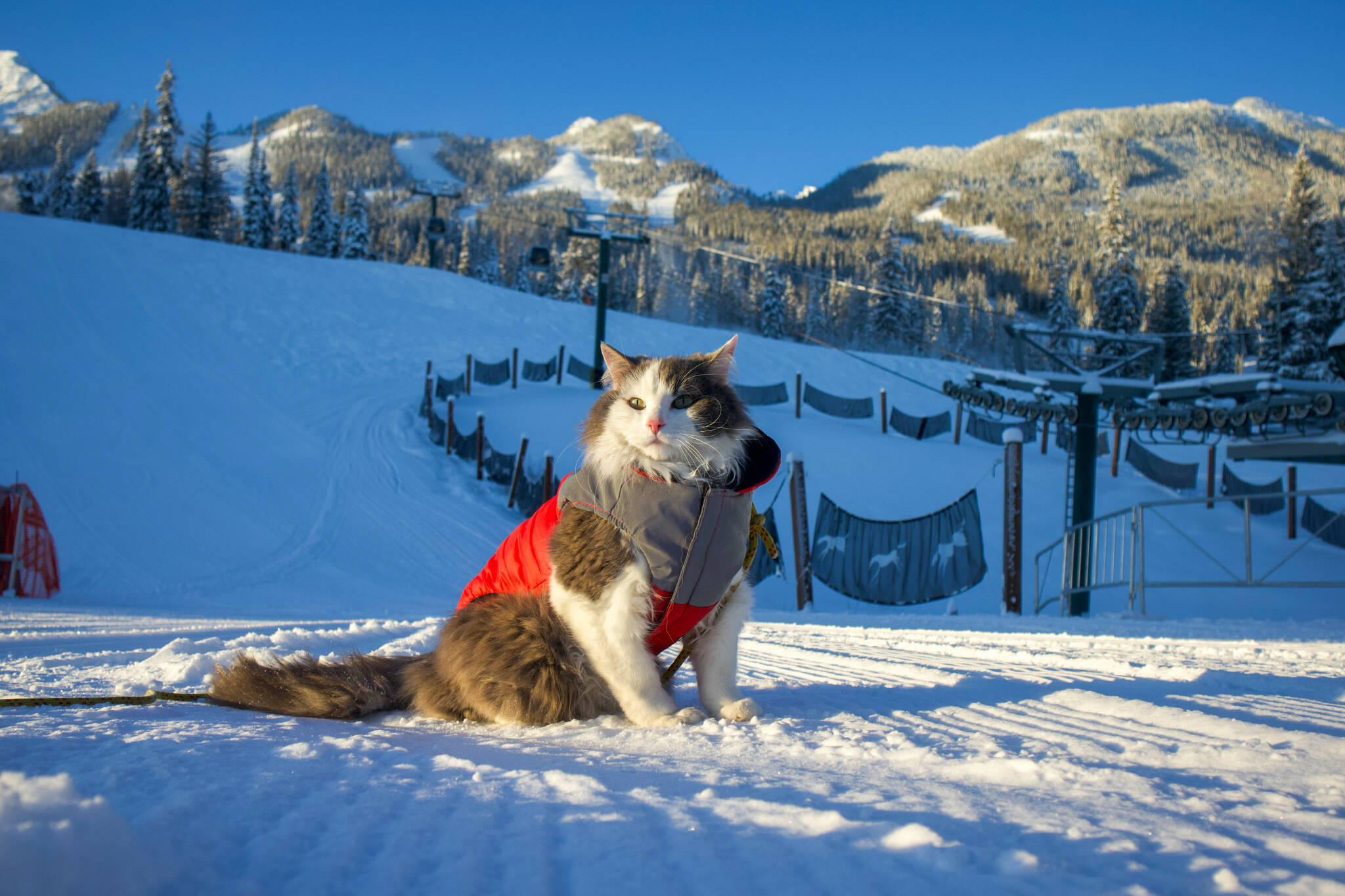 Gary the Cat is a popular instagram celebrity, with the famous adventure cat paying a visit to Kicking Horse Mountain Resort and other RCR resorts this past week to mark the start of ski season. (JAmes Eastham photo)