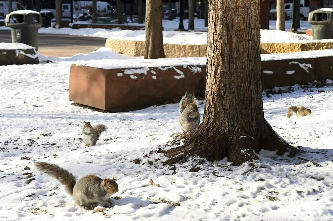 The squirrels in Mears Park in St. Paul, Minn, like these on Monday, Dec. 20, 2021, are fat, bold, and accustomed to being fed by people. They have been chewing through wires on the Christmas lights, so Mears Park isn’t lit up as usual this holiday season. (Scott Takushi/Pioneer Press via AP)