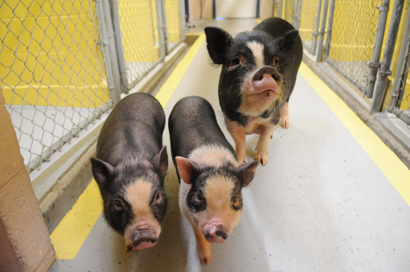 A mother miniature pot-bellied pig and her two female piglets (about three months old), seen here at the Chilliwack SPCA on Thursday, Dec. 23, 2021, are looking for a foster home. (Jenna Hauck/ Chilliwack Progress)